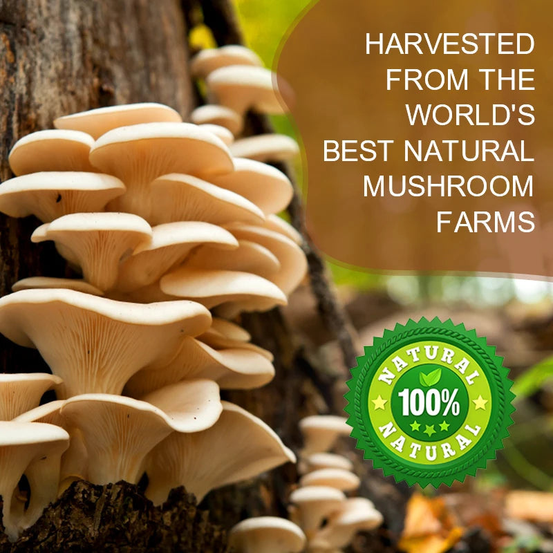 Mushroom Coffee Blend